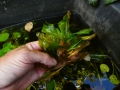 Bild 2 von Potamogeton lucens  Glänzendes Laichkraut