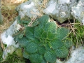 Bild 2 von  Ramonda pyrenaica   Pyrenäen-Felsenteller