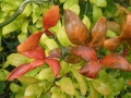 Bild 4 von Poncirus trifoliata      Bitterorange  winterharte Zitrone