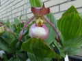 Bild 4 von Cypripedium Hans Erni x Montanum