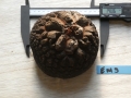 Bild 1 von Schildkrötenpflanze Dioscorea elephantipes EM9