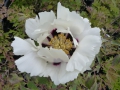 Bild 1 von Paeonia rockii ssp. linyanshanii