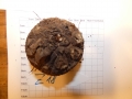 Bild 2 von Schildkrötenpflanze Dioscorea elephantipes  Z18