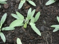 Bild 1 von Lavendelblättriger Salbei    Salvia lavandulifolia  Spanischer Salbei