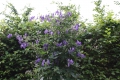 Bild 5 von Rankender Eisenhut Aconitum volubile