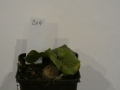 Schildkrötenpflanze Dioscorea elephantipes B04