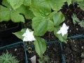 Bild 2 von Trillium grandiflorum  Plena  Großblütige Waldlilie gefüllt