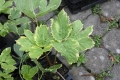 Bild 2 von Peucedanum ostruthium  Meisterwurz  Blätter panaschiert