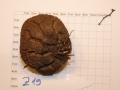 Bild 2 von Schildkrötenpflanze Dioscorea elephantipes  Z19