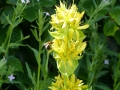 Bild 4 von Gentiana lutea      gelber Enzian