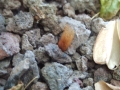 Bild 42 von Schildkrötenpflanze Dioscorea elephantipes  