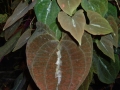 Bild 1 von Dioscorea discolor   Yamwurzelgewächs