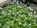 Bild 2 von Viola hederacea  Tasmanisches Veilchen