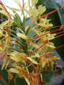 Bild 7 von Hedychium gardnerianum   Kahili Ingwer   Schmetterlingsingwer