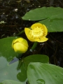 Nuphar lutea