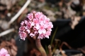 Darmera peltata