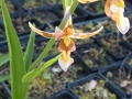 Bild 1 von Epipactis  Sabine