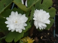 Bild 5 von Sanguinaria canadensis  Multiplex Plena  gefüllter Kanadische Blutwurzel