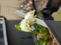 Bild 4 von Leukojum vernum   Märzenbecher  Frühlings-Knotenblume