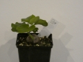 Schildkrötenpflanze Dioscorea elephantipes B01