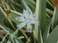 Bild 1 von Iris japonica