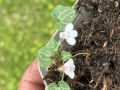 Bild 1 von Korsisches Zimbelkraut   Cymbalaria hepaticifolia