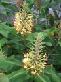 Bild 6 von Hedychium gardnerianum   Kahili Ingwer   Schmetterlingsingwer