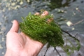 Elodea canadensis  Wasserpest