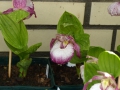 Bild 5 von Cypripedium-Hybriden rosa/weiß