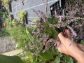 Bild 4 von Calluna vulgaris  Besenheide Wildform