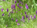 Bild 2 von Dactylorhiza maculata, Geflecktes Knabenkraut