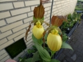 Cypripedium-Hybriden  Pueblo