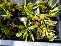 Bild 9 von Dionaea muscipula, Venusfliegenfalle