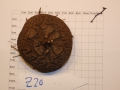 Bild 2 von Schildkrötenpflanze Dioscorea elephantipes  Z20