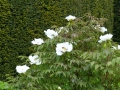 Bild 1 von Paeonia rockii  Strauchpfingstrose