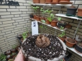 Bild 1 von Schildkrötenpflanze Dioscorea elephantipes  K4