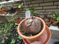 Bild 1 von Schildkrötenpflanze Dioscorea elephantipes  Z7