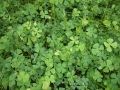 Marsilea quadrifolia, vierblättriger Kleefarn