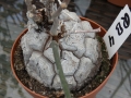 Bild 1 von Schildkrötenpflanze Dioscorea elephantipes RB4