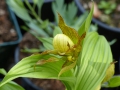 Bild 4 von Cypripedium pubescens