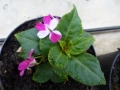 Bild 4 von Impatiens x Mini Rainbow  ,Regenbogen-Lieschen