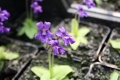 Pinguicula grandiflora  Großes Fettkraut