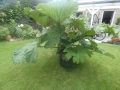 Bild 6 von Gunnera manicata Riesenblatt Mammutblatt Solitär  Nur an Selbstabholer --Keine Lieferung möglich-- 