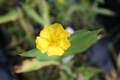  Ranunculus lingua (Grandiflora) Großer Wasserhahnfuß