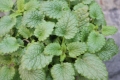 Zitronenmelisse  Melissa officinalis