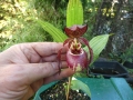 Bild 1 von Cypripedium  Tibeticum