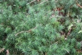 Lycopodium   Bärlapp  Moospflanze