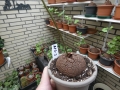 Bild 1 von Schildkrötenpflanze Dioscorea elephantipes MG3