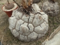 Bild 11 von Schildkrötenpflanze Dioscorea elephantipes 