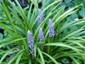 Liriope muscari  Traubenlilie